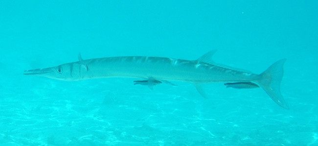 Tylosurus crocodilus