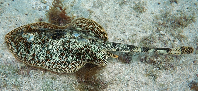 Urobatis jamaicensis