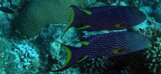 Variola louti