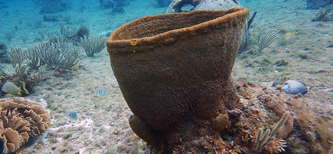 Verongula gigantea