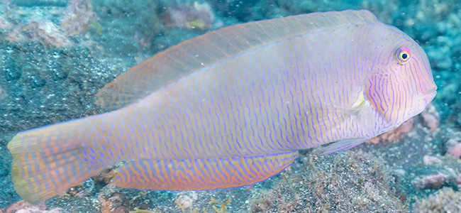 Xyrichtys novacula