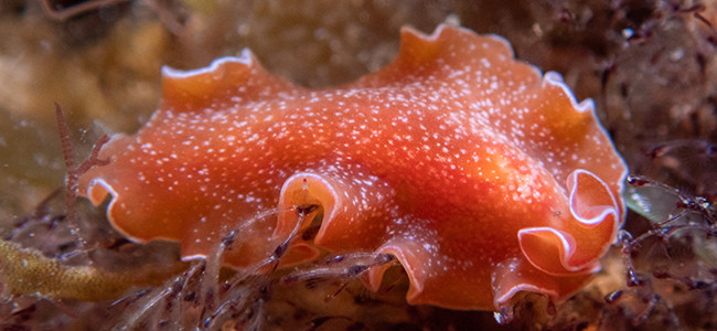 Yungia aurantiaca