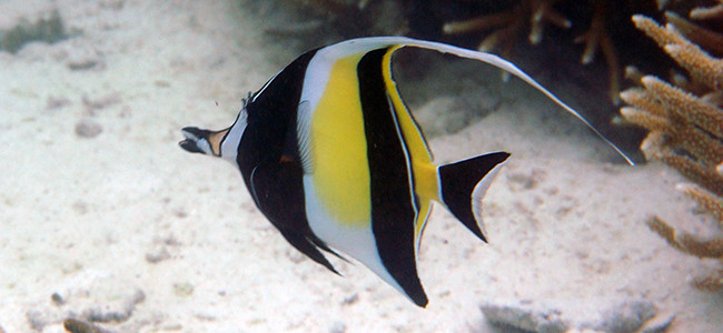 Zanclus cornutus