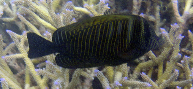 Zebrasoma desjardinii