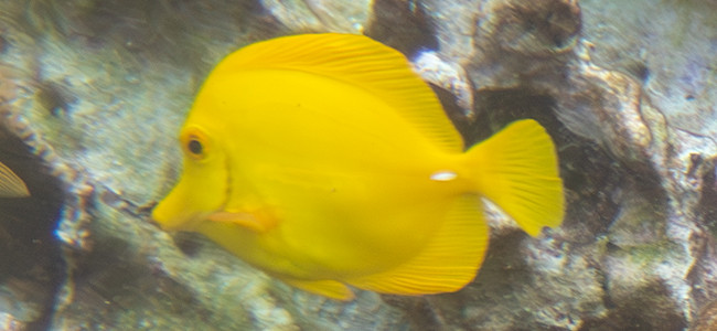 Zebrasoma flavescens