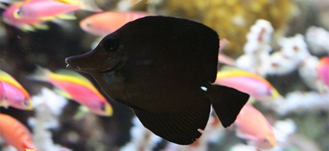 Zebrasoma rostratum