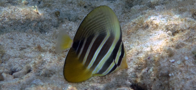 Zebrasoma velifer