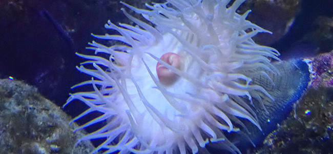 Sea Anemones