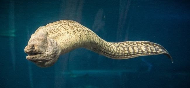 Eels