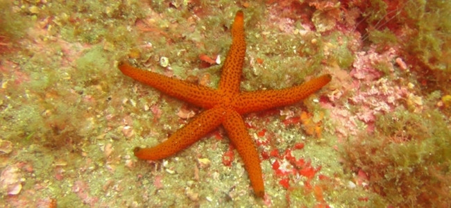 Estrellas de Mar
