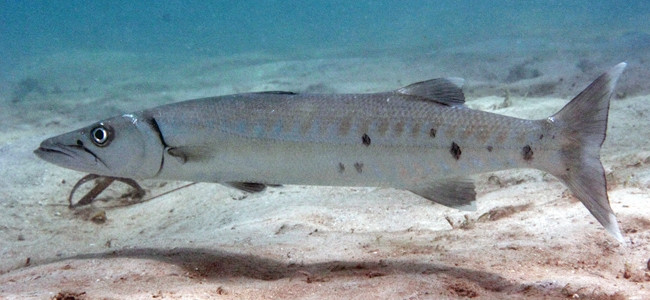 Esfirenos & Barracudas