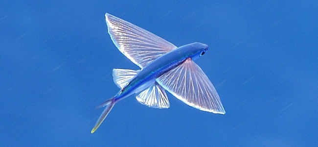 Needlefishes