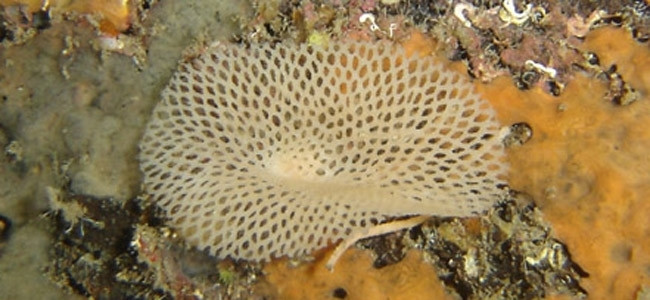 Briozoos