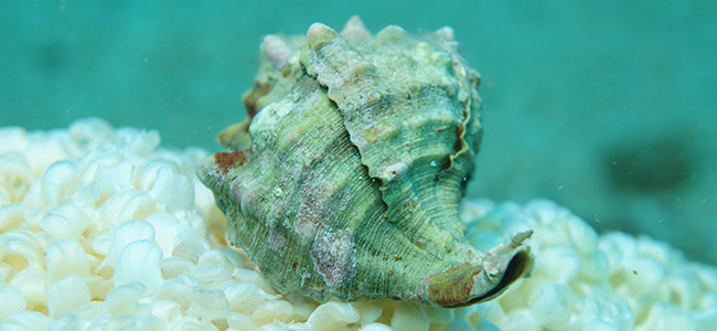 Sea Snails