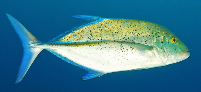 Carángidos