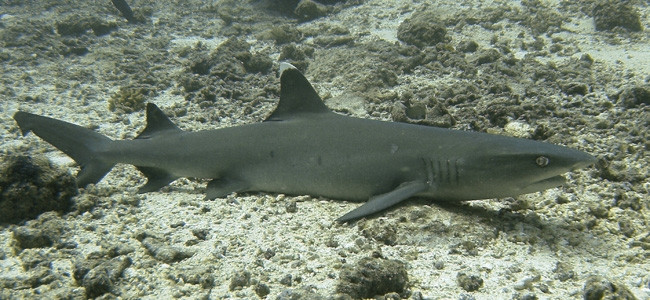 Ground Sharks