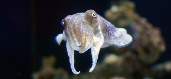 Octopus, Squids & Cuttlefishes