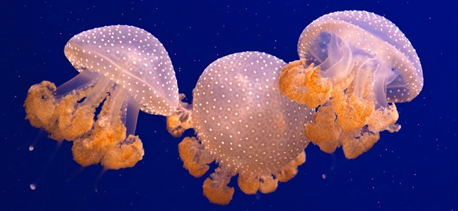 Cnidarios