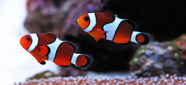 Damiselas & Peces Payaso