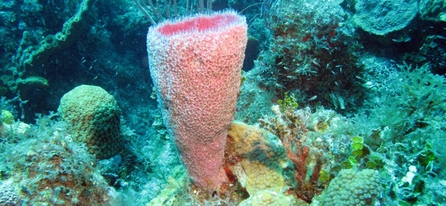 Demosponges