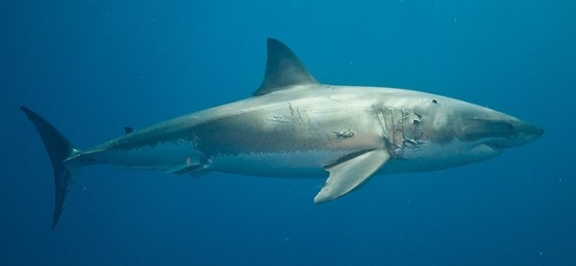 Elasmobranchs