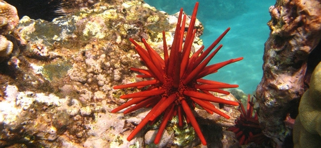 Erizos de Mar