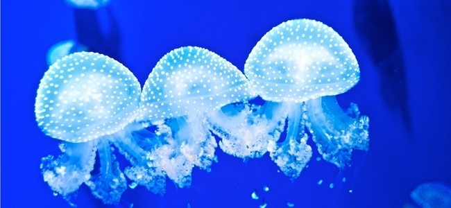 Jellyfishes