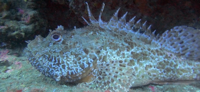 Mail-Cheeked Fishes