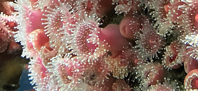 Flase Corals