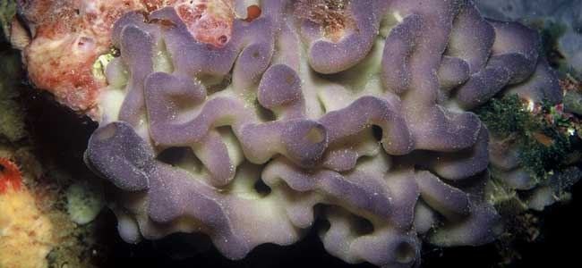 Homoscleromorpha