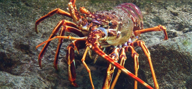 Spiny Lobsters