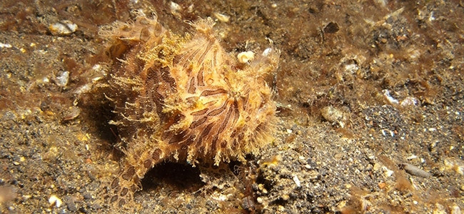 Anglerfishes