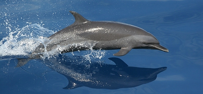 Mammals