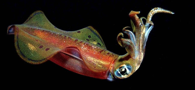 Moluscos