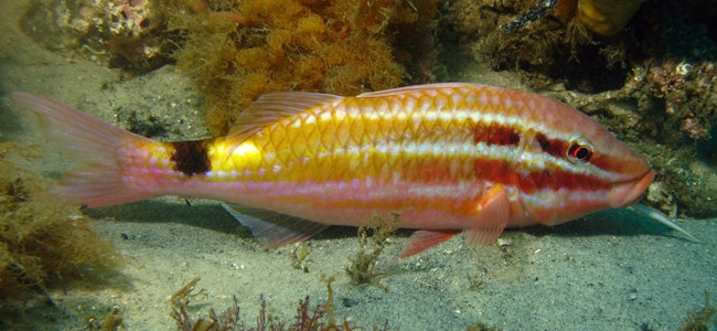 Múlidos