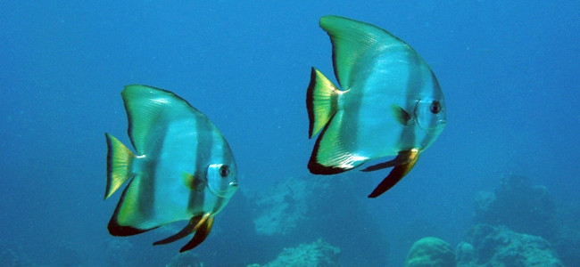 Pagualas