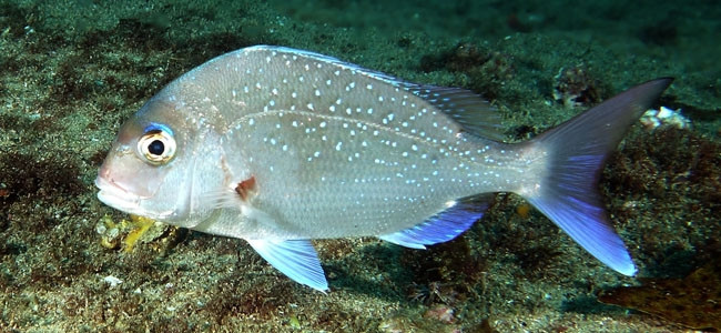 Pargos