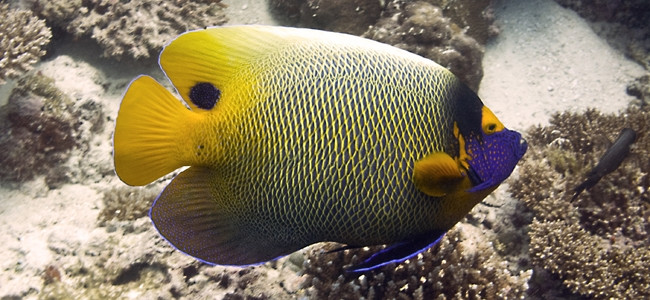 Peces Ángel