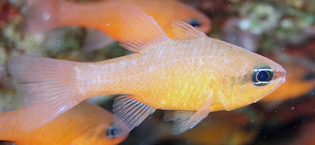 Peces Cardenal