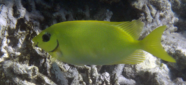 Peces Conejo