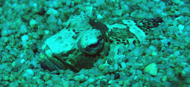 Peces Escorpión