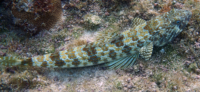 Lizardfishes