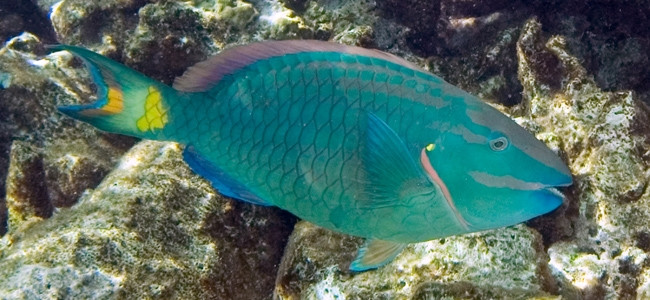 Peces Loro