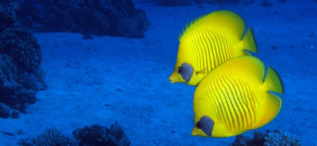 Peces Mariposa