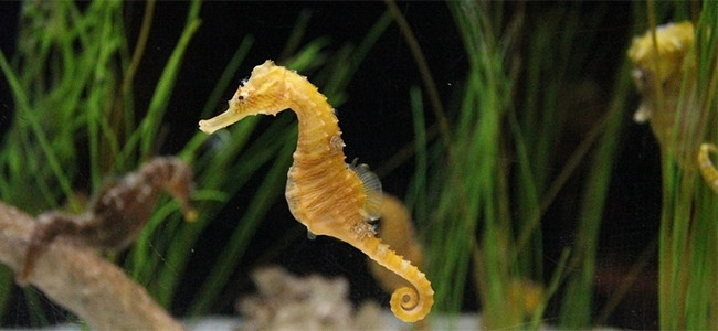 Pipefishes & Seahorses