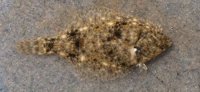 Flatfishes