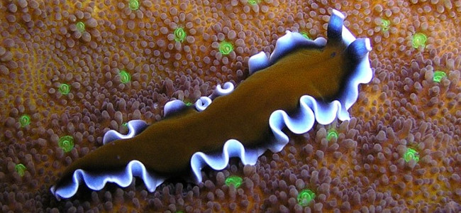 Gusanos Planos
