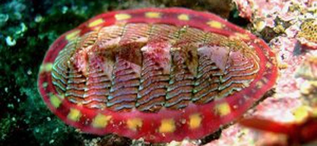 Chitons