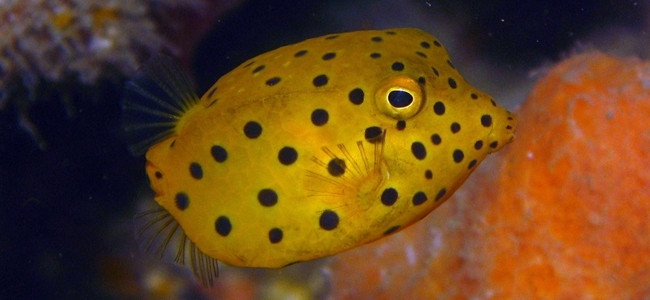 Tetraodontiforms