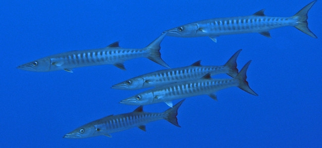 Vertebrados